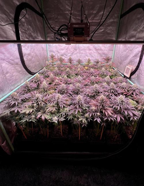 Gorilla Runtz. Week 8