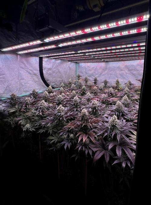 Gorilla Runtz. Week 8