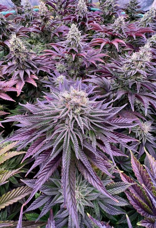 Gorilla Runtz. Week 8