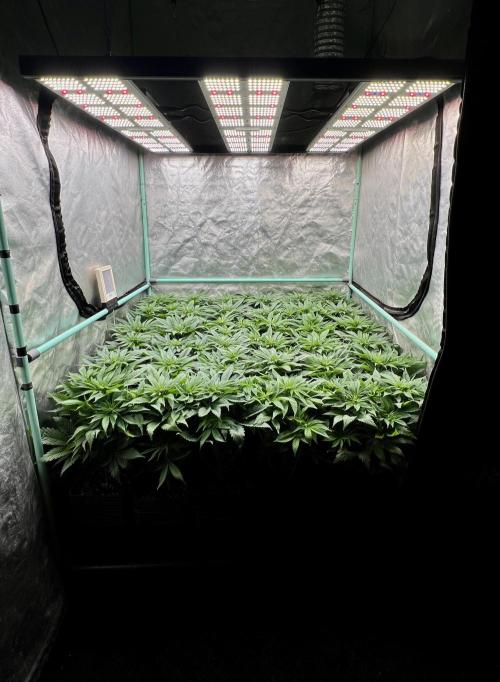 Gold Bar Kush. Week 4