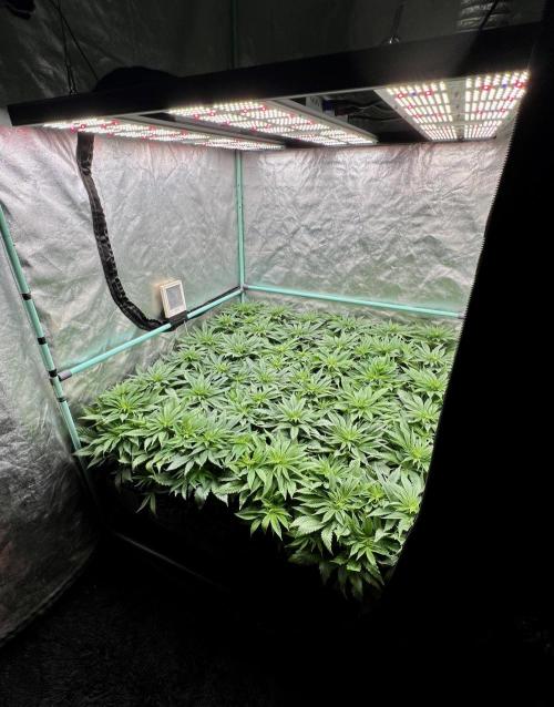 Gold Bar Kush. Week 4