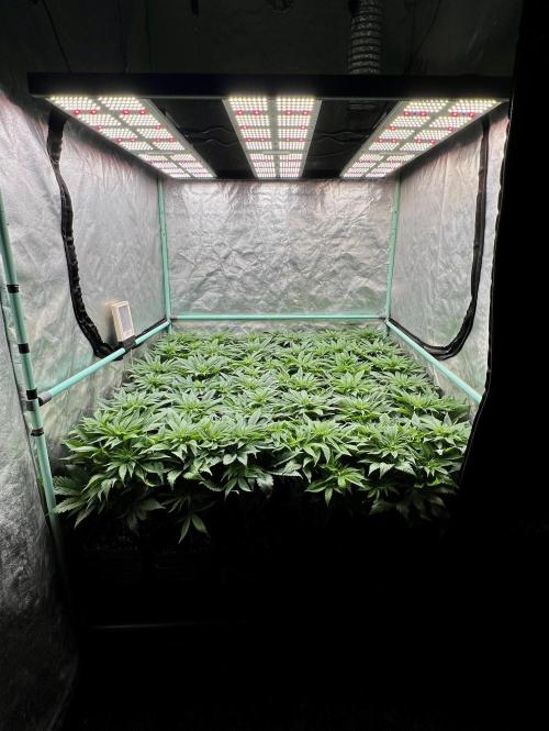 Gold Bar Kush. Week 4