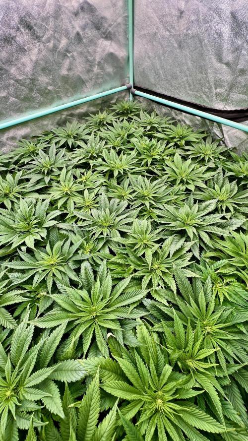 Gold Bar Kush. Week 4