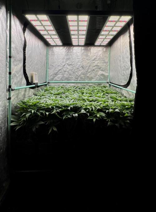 Gold Bar Kush. Week 4