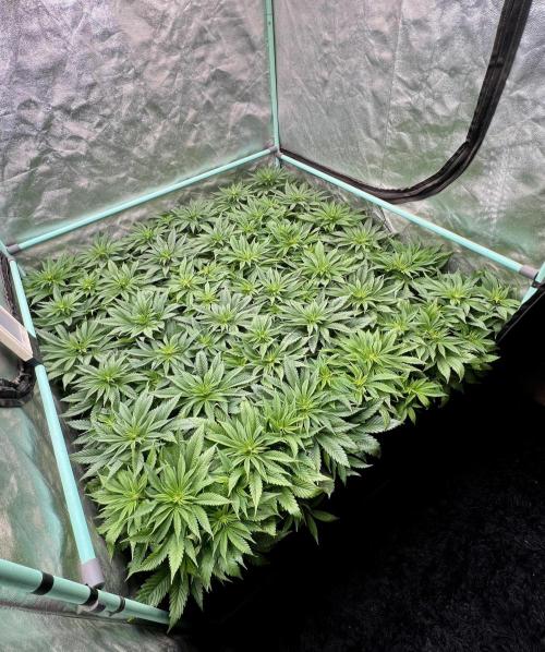 Gold Bar Kush. Week 4