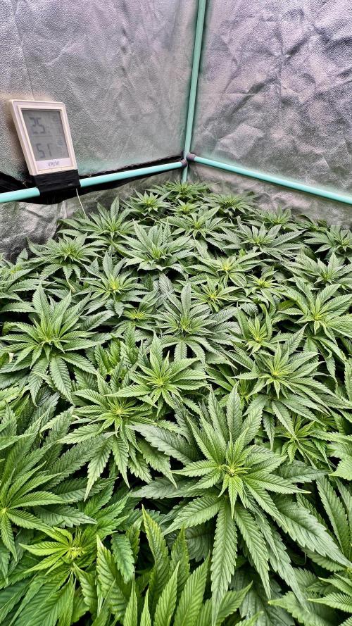 Gold Bar Kush. Week 4