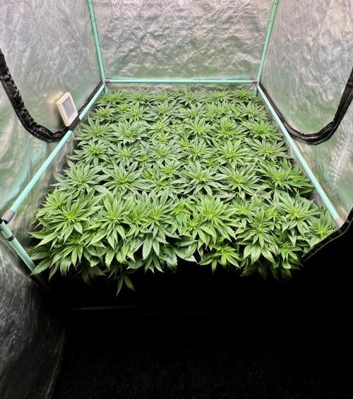 Gold Bar Kush. Week 4