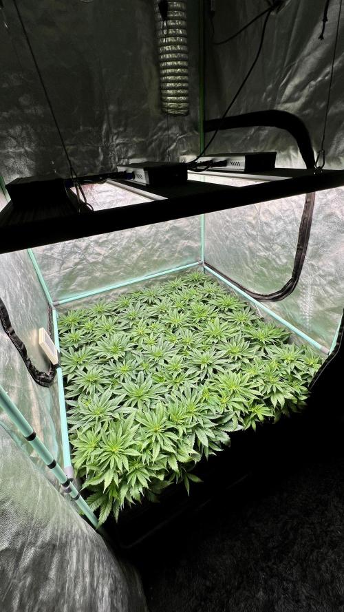 Gold Bar Kush. Week 4