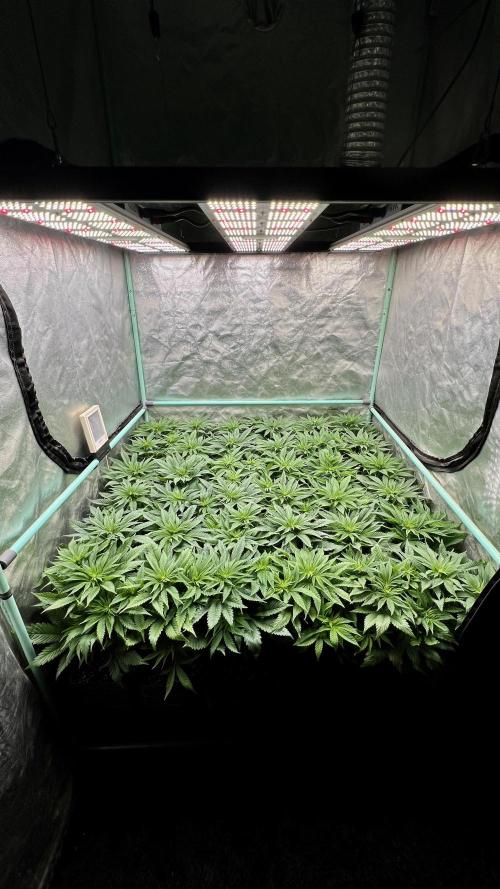 Gold Bar Kush. Week 4