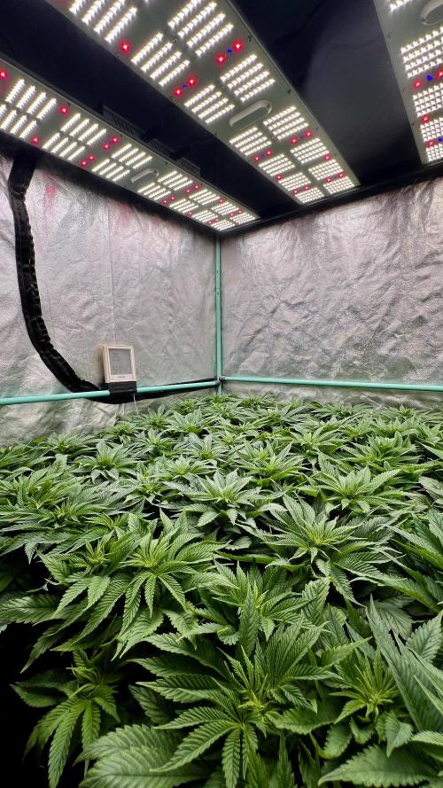 Gold Bar Kush. Week 4
