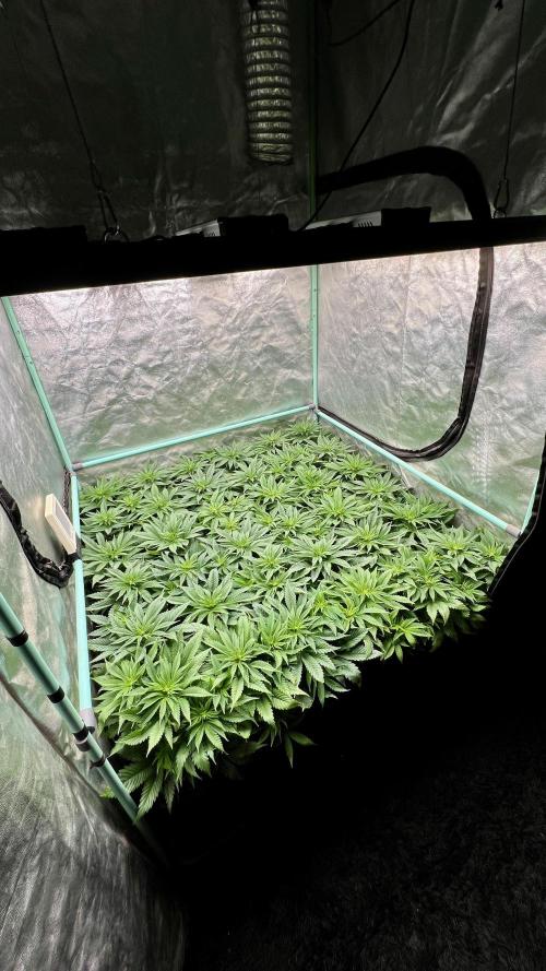 Gold Bar Kush. Week 4