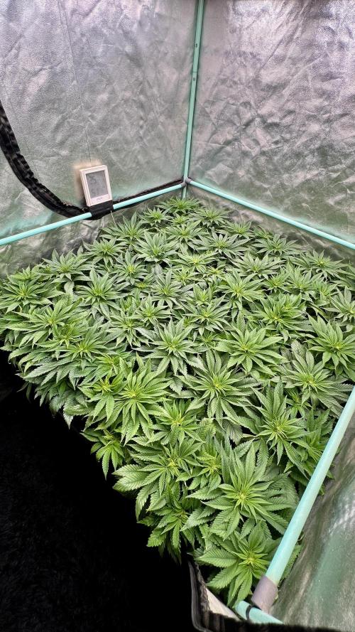 Gold Bar Kush. Week 4
