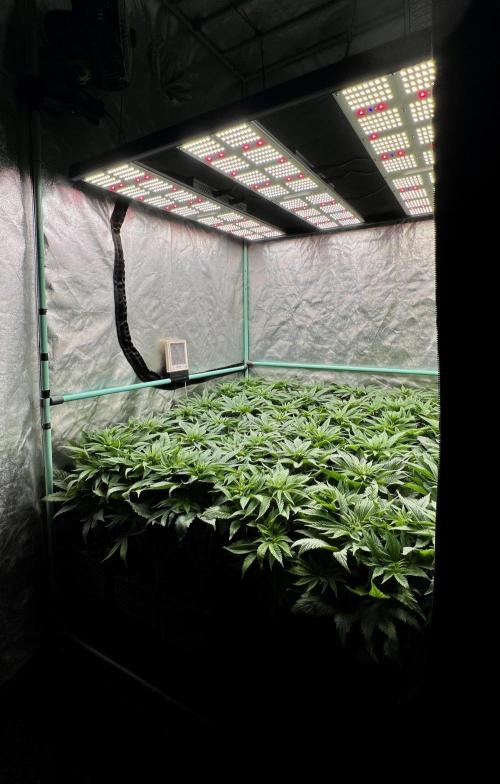 Gold Bar Kush. Week 4