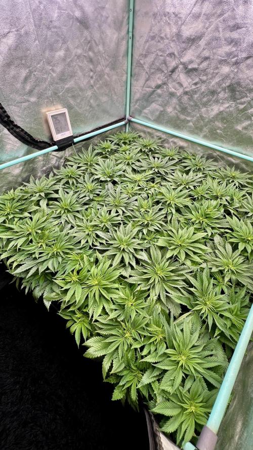 Gold Bar Kush. Week 4