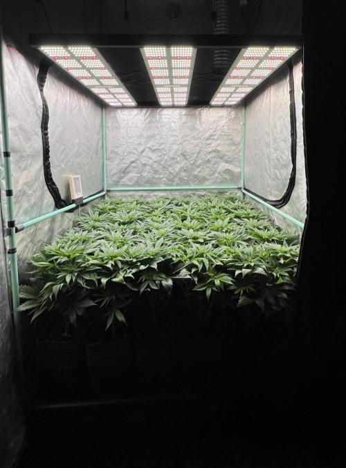 Gold Bar Kush. Week 4