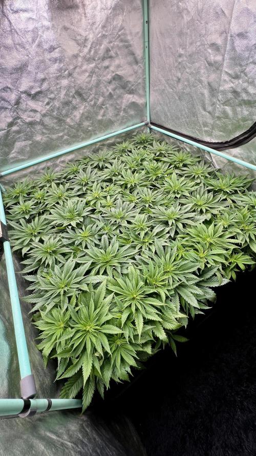 Gold Bar Kush. Week 4