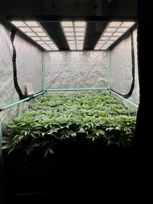 Gold Bar Kush. Week 4