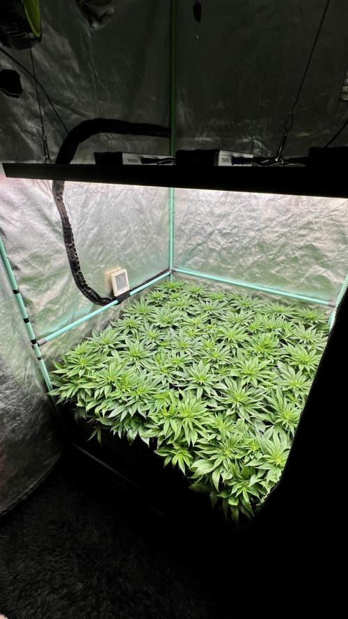 Gold Bar Kush. Week 4