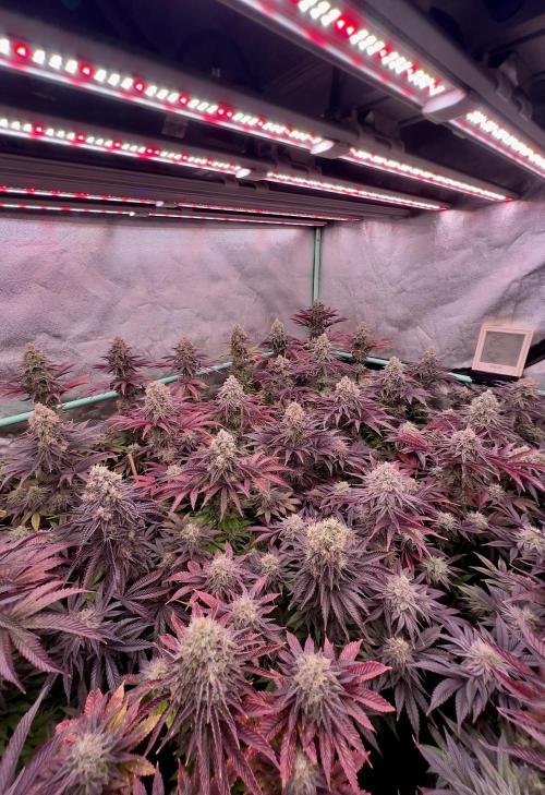 Gorilla Runtz. Week 9