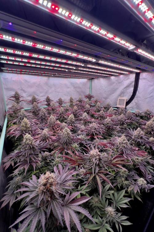 Gorilla Runtz. Week 9
