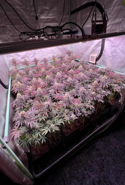 Gorilla Runtz. Week 9
