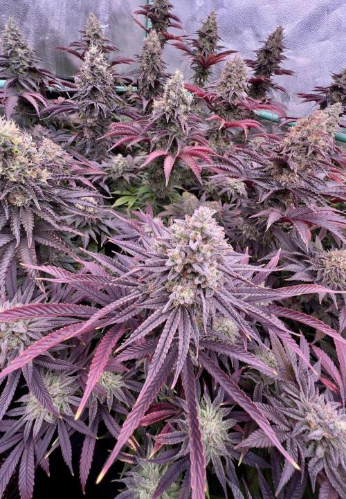 Gorilla Runtz. Week 9