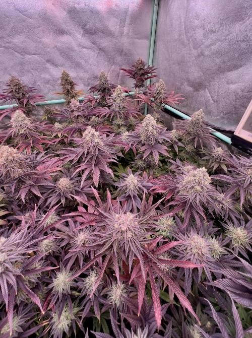 Gorilla Runtz. Week 9