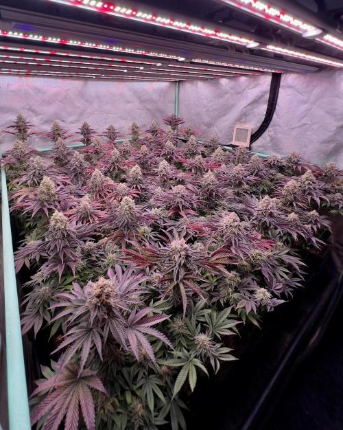 Gorilla Runtz. Week 9