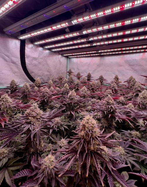 Gorilla Runtz. Week 9