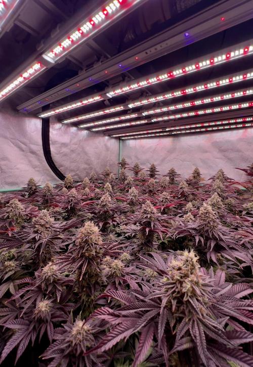 Gorilla Runtz. Week 9