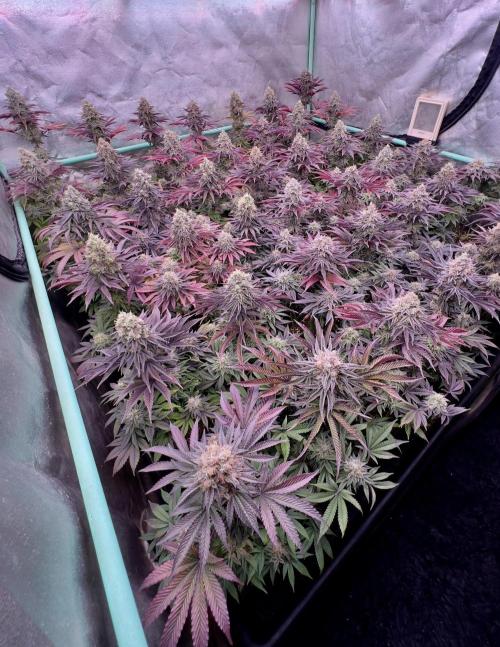 Gorilla Runtz. Week 9