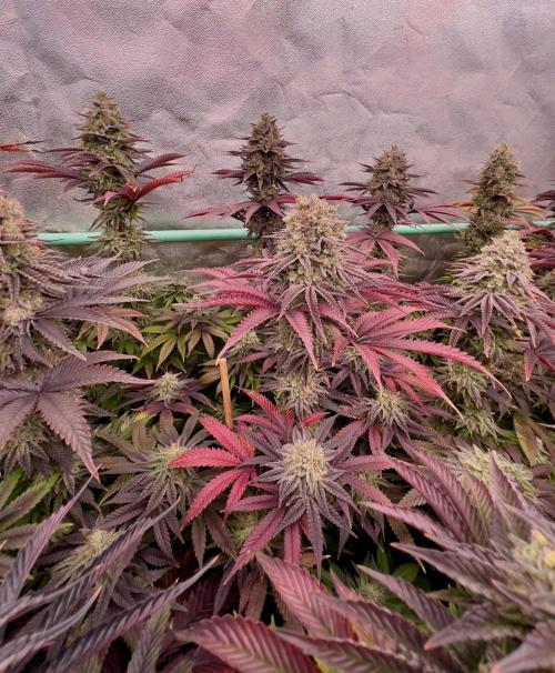 Gorilla Runtz. Week 9