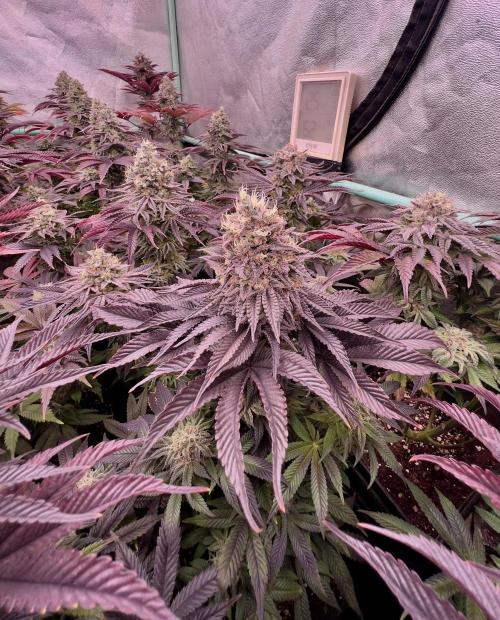 Gorilla Runtz. Week 9