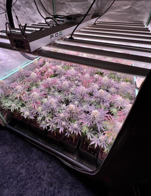 Gorilla Runtz. Week 9