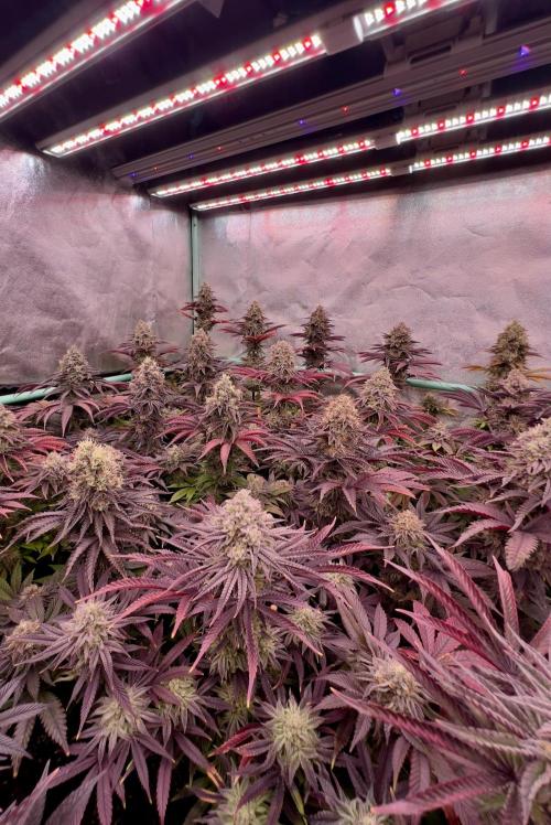 Gorilla Runtz. Week 9