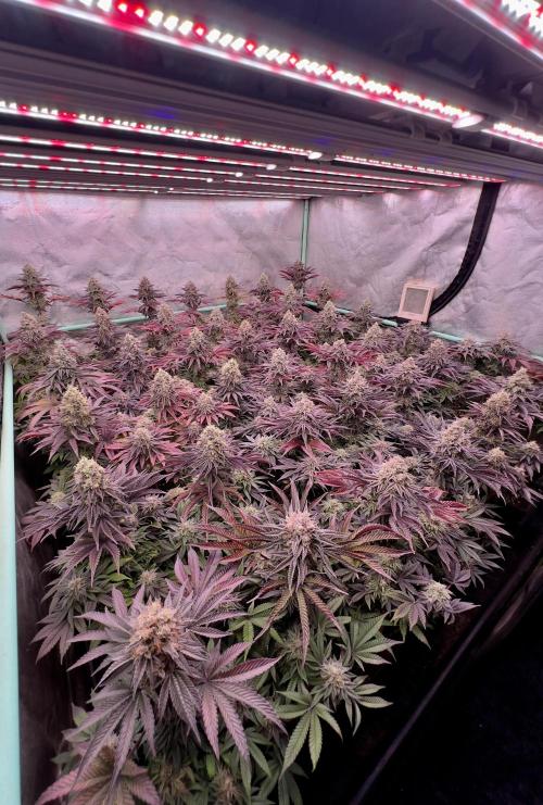 Gorilla Runtz. Week 9