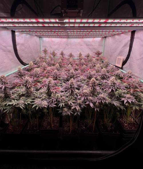 Gorilla Runtz. Week 9