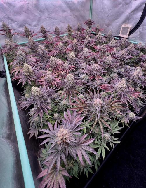 Gorilla Runtz. Week 9