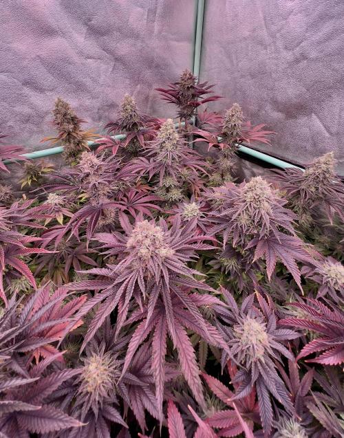 Gorilla Runtz. Week 9