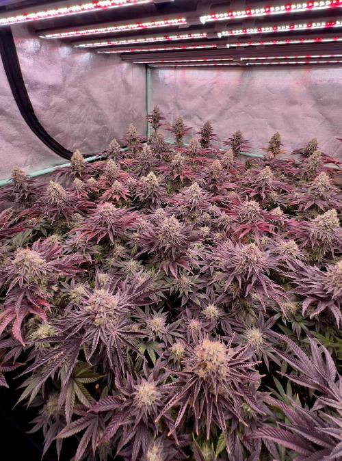 Gorilla Runtz. Week 9