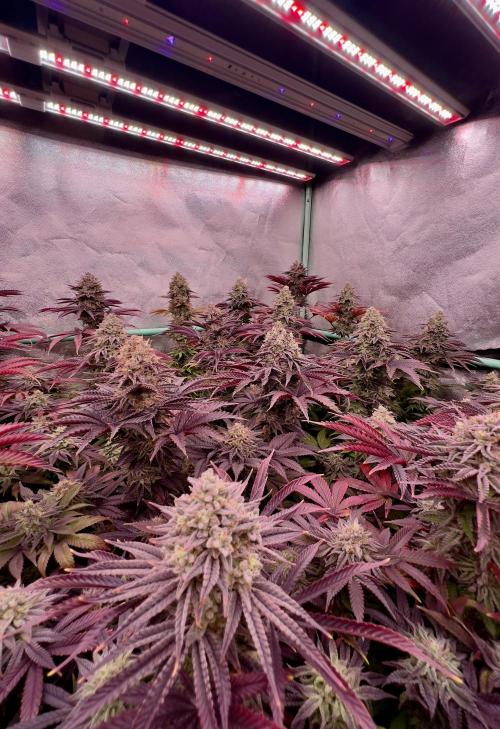 Gorilla Runtz. Week 9