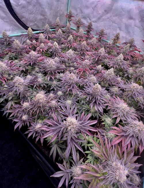 Gorilla Runtz. Week 9