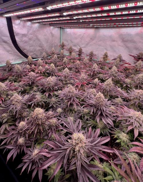 Gorilla Runtz. Week 9