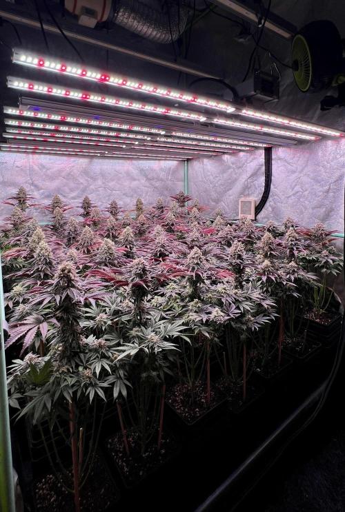 Gorilla Runtz. Week 9