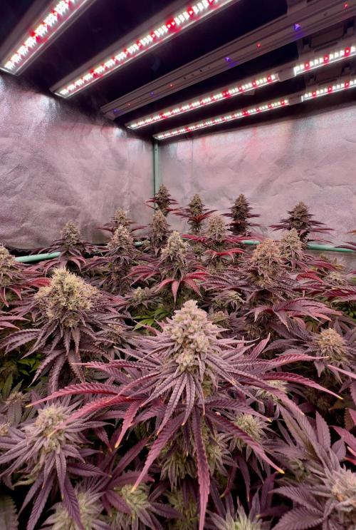 Gorilla Runtz. Week 9