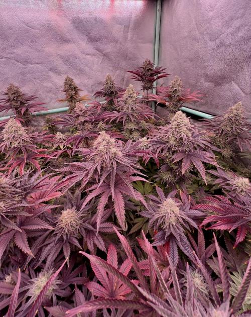 Gorilla Runtz. Week 9