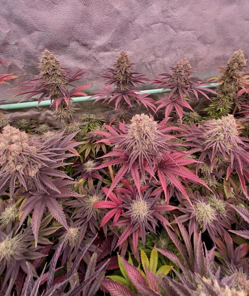 Gorilla Runtz. Week 9