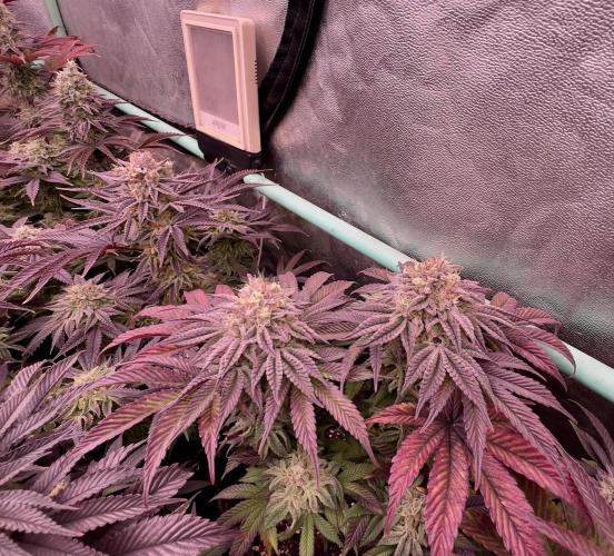 Gorilla Runtz. Week 9