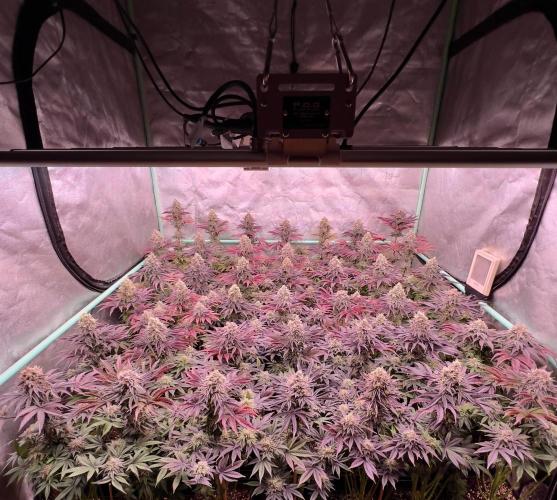 Gorilla Runtz. Week 9