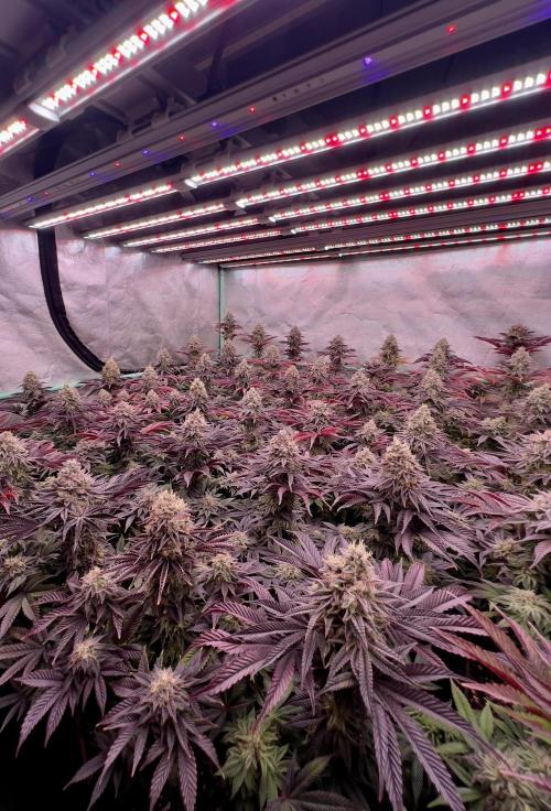Gorilla Runtz. Week 9